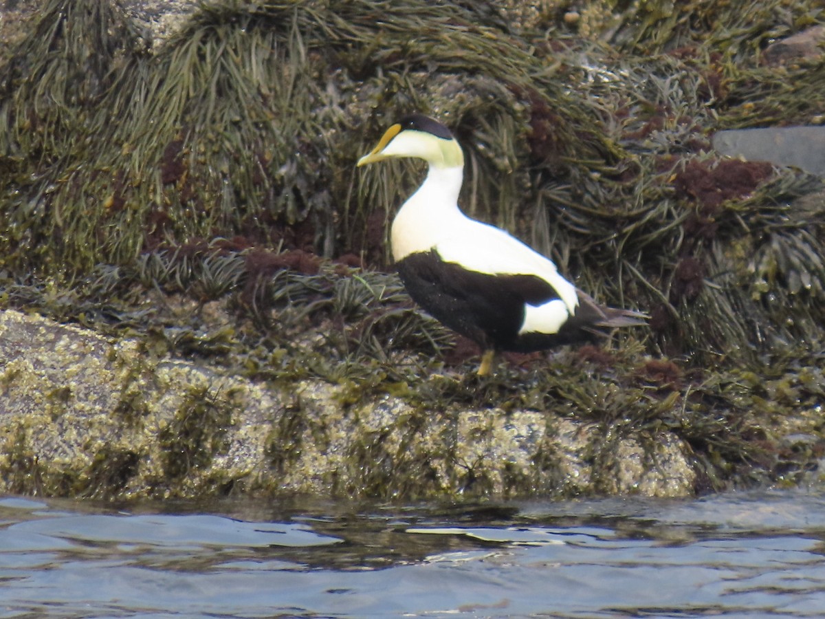 Common Eider - ML619511442