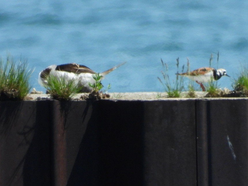 Long-tailed Duck - Cliff Dekdebrun