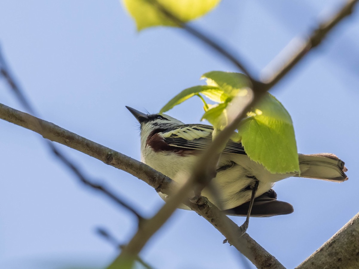 Chestnut-sided Warbler - Michael & Ellen LAM