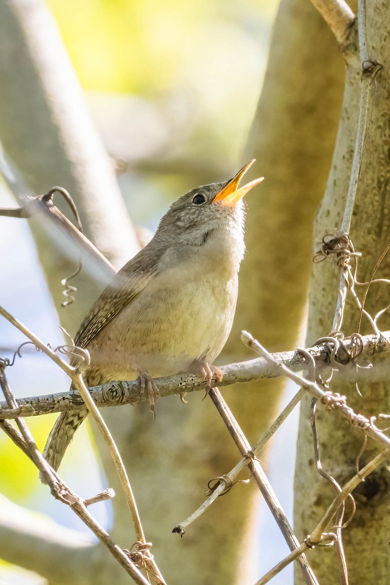 House Wren - Michael & Ellen LAM