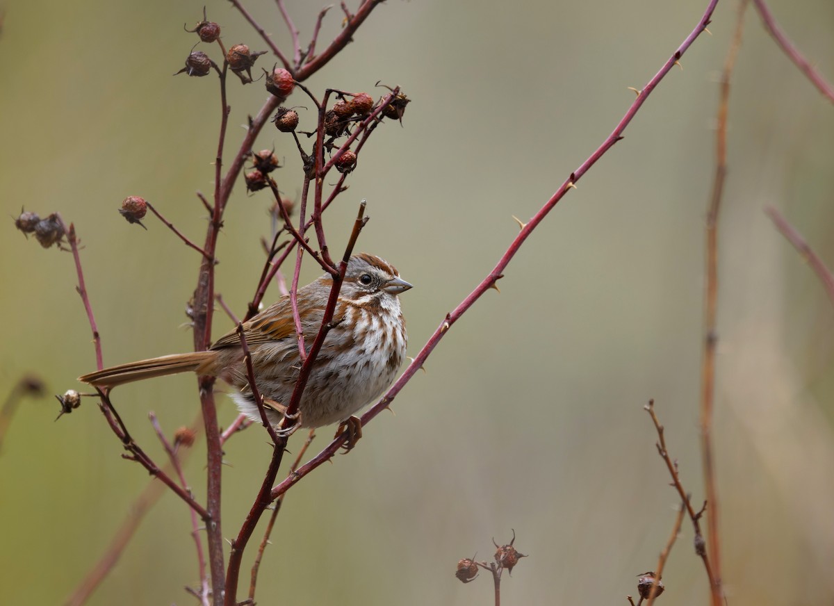 Song Sparrow (montana/merrilli) - Braydon Luikart