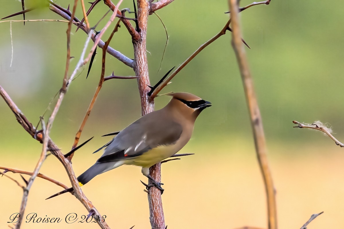 Cedar Waxwing - ML619511457