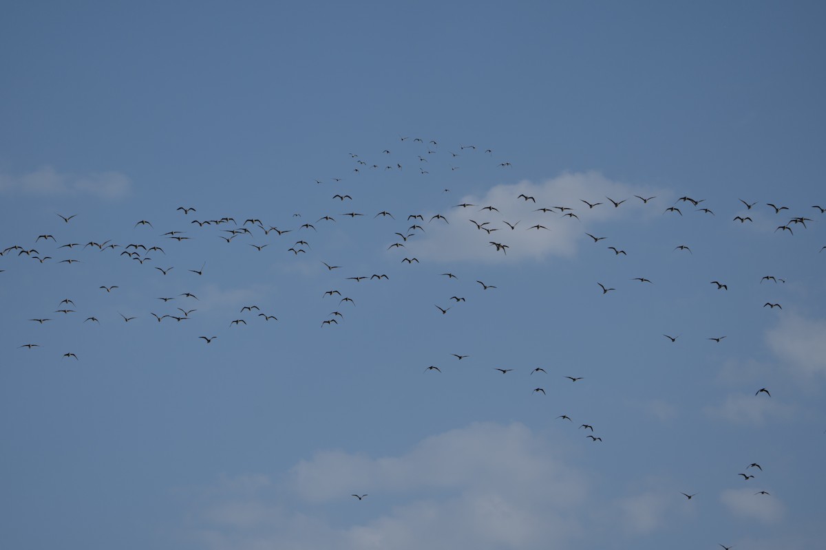 Whimbrel - Justin Labadie