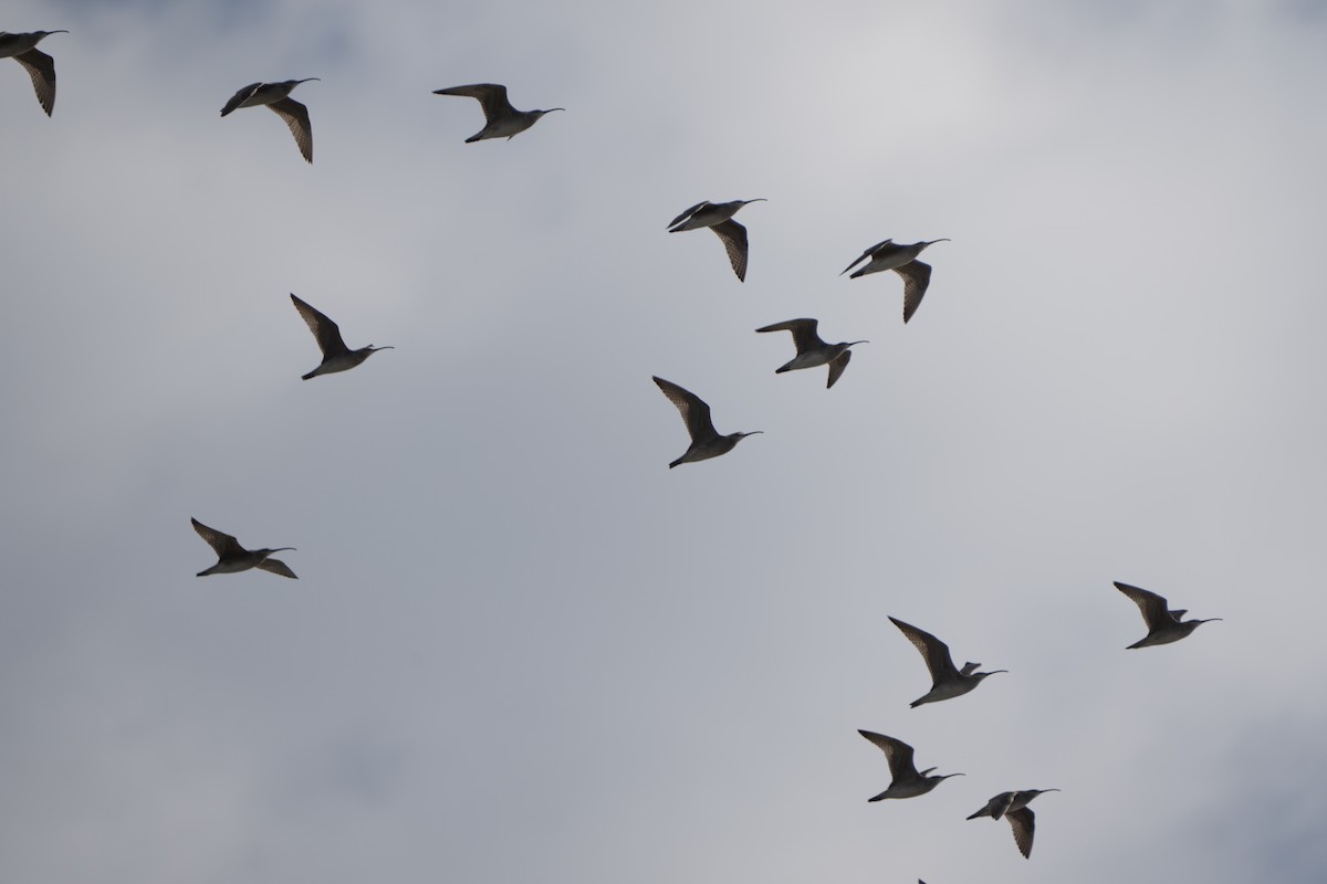 Whimbrel - Justin Labadie