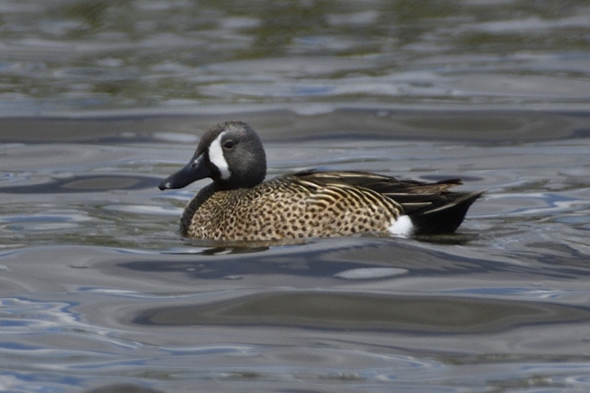 Blue-winged Teal - Pat McGrane