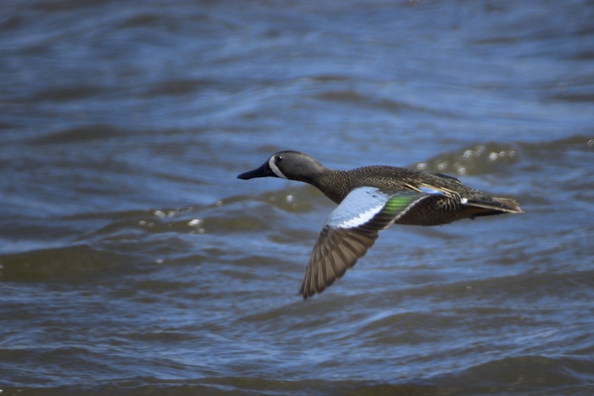 Blue-winged Teal - Pat McGrane