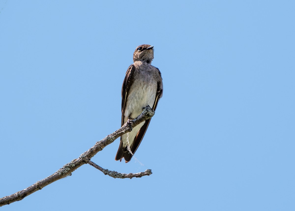 Northern Rough-winged Swallow - Dori Eldridge