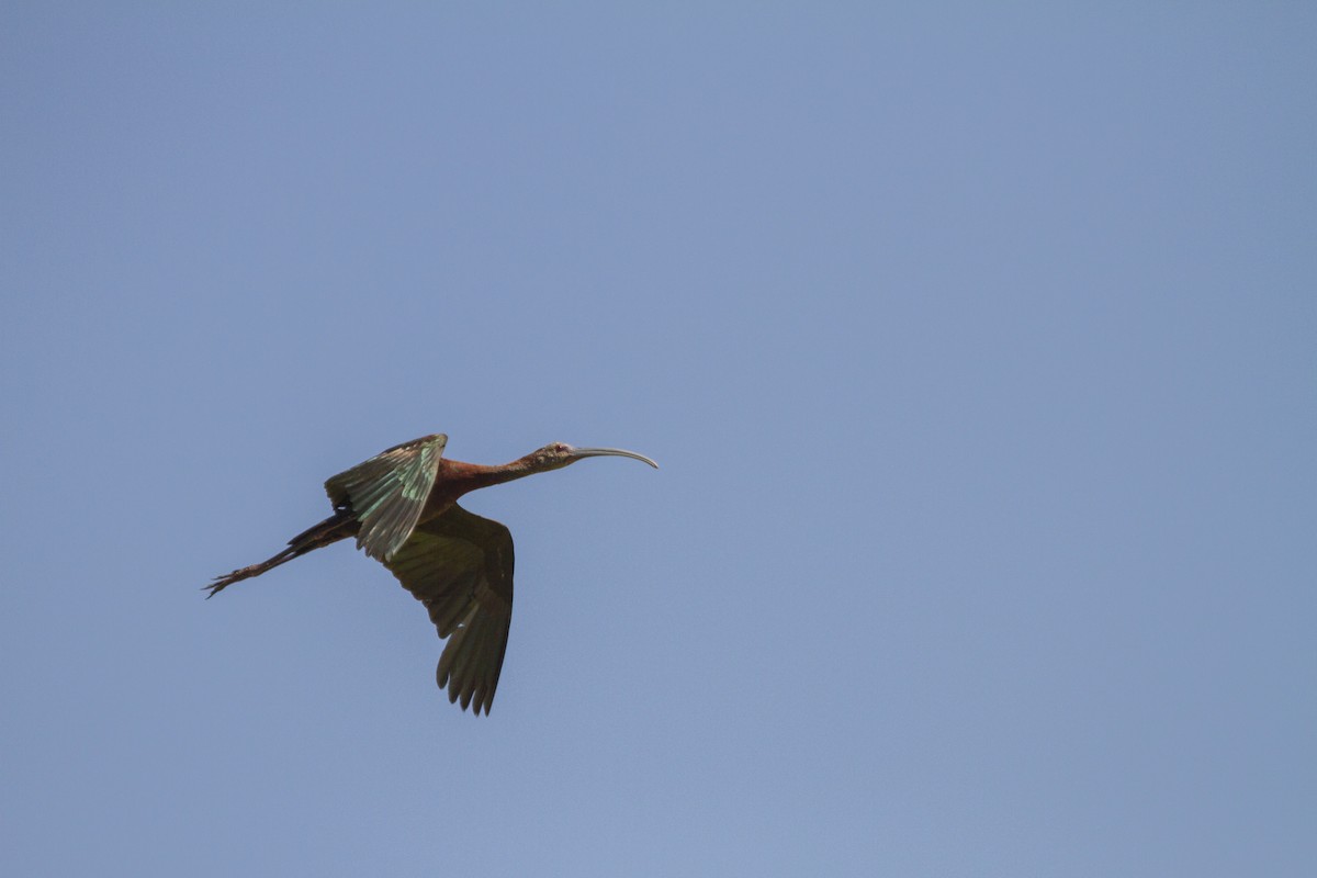 Glossy/White-faced Ibis - Andres Leon-Reyes