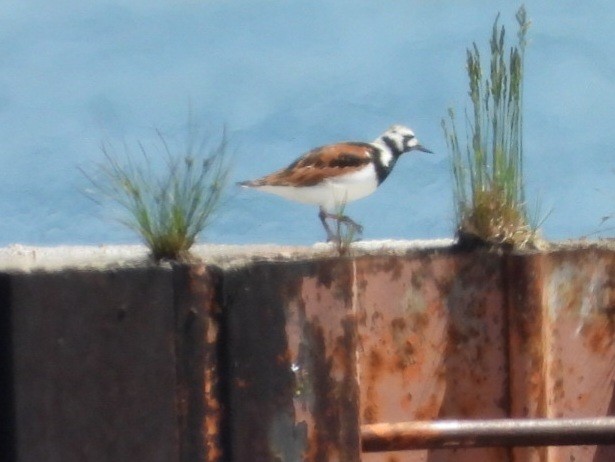 Ruddy Turnstone - Cliff Dekdebrun