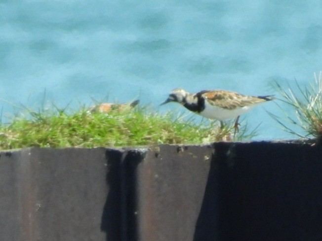 Ruddy Turnstone - Cliff Dekdebrun