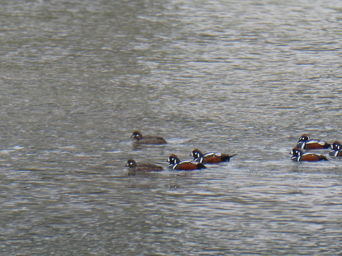 Harlequin Duck - Kellie Collier