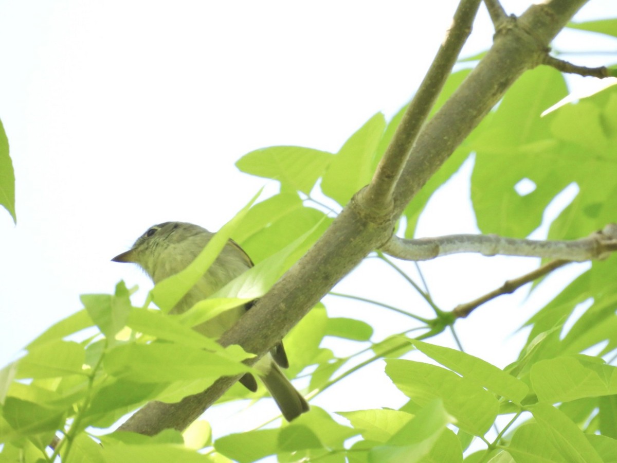 Least Flycatcher - Deb Diane