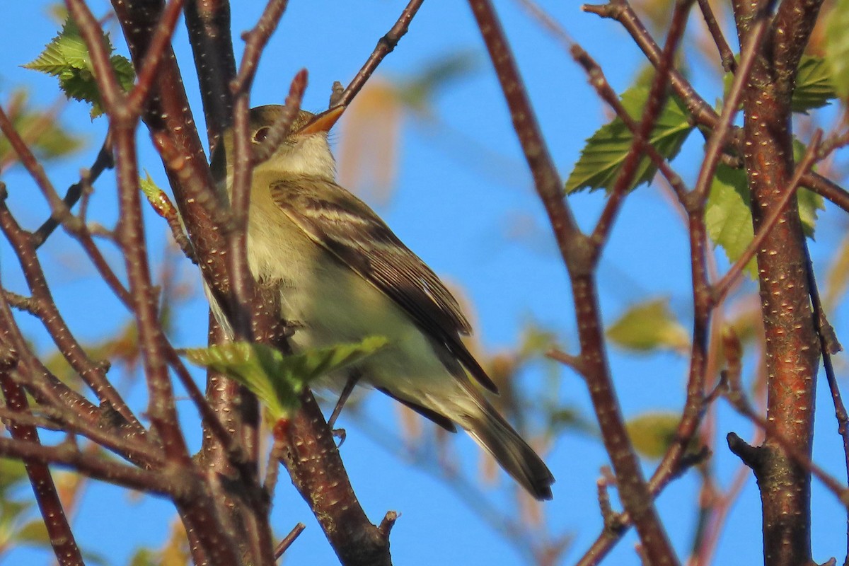 Least Flycatcher - John Zakelj