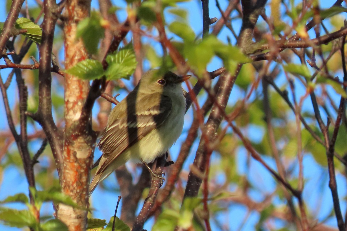 Least Flycatcher - John Zakelj