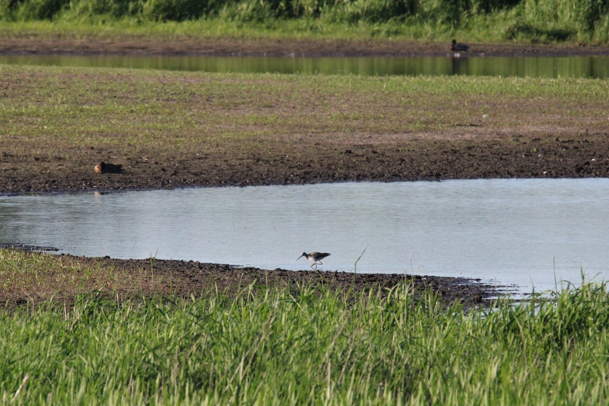 Greater Yellowlegs - Kevin Wistrom