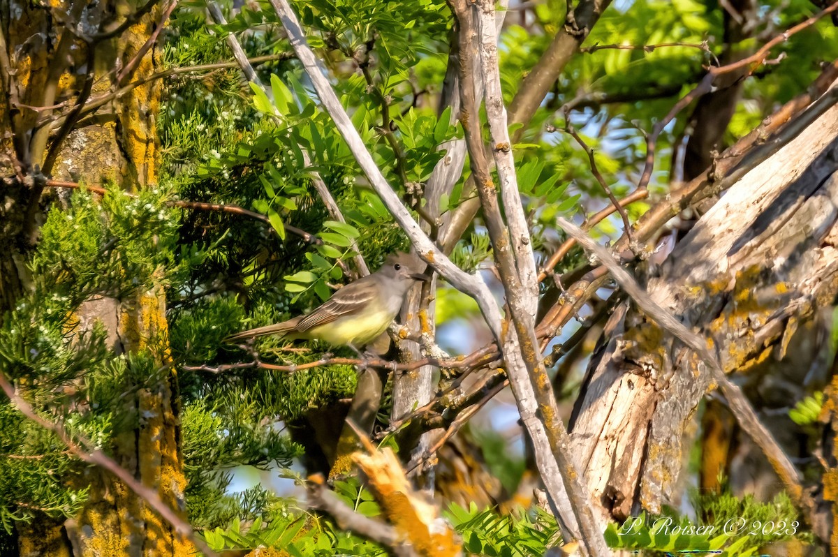 Great Crested Flycatcher - Paul Roisen