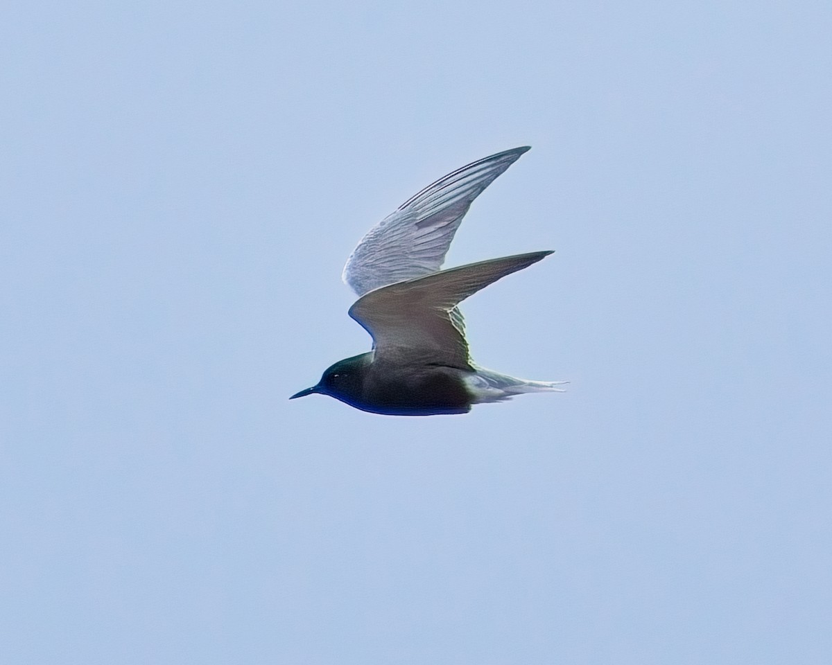 Black Tern - Frank Letniowski