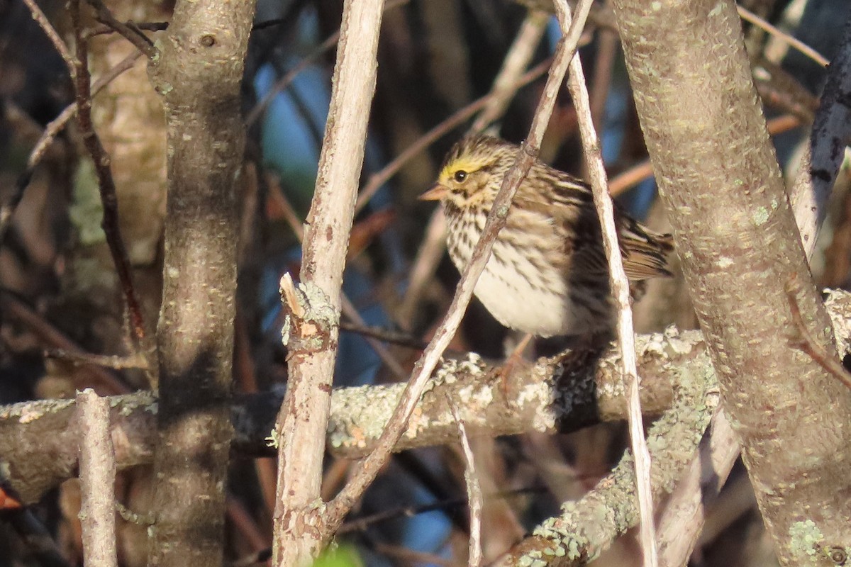 Savannah Sparrow - John Zakelj