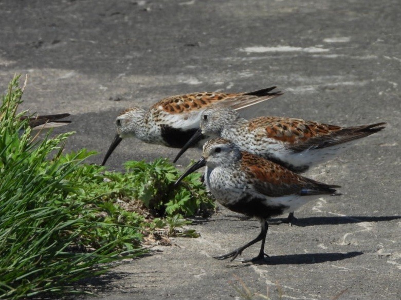 Dunlin - Cliff Dekdebrun