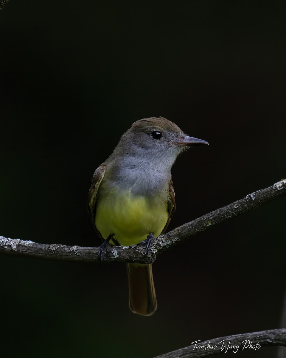 Great Crested Flycatcher - Tianshuo Wang