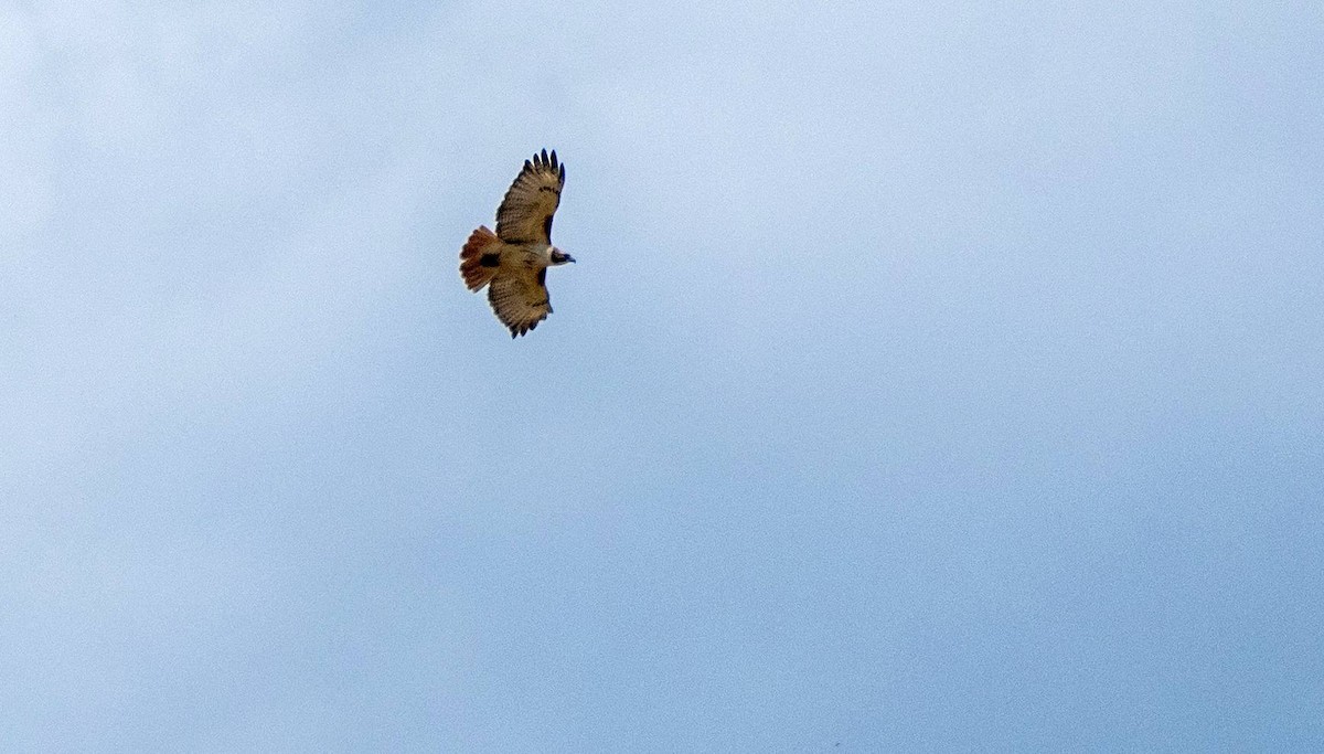 Red-tailed Hawk - Matt M.