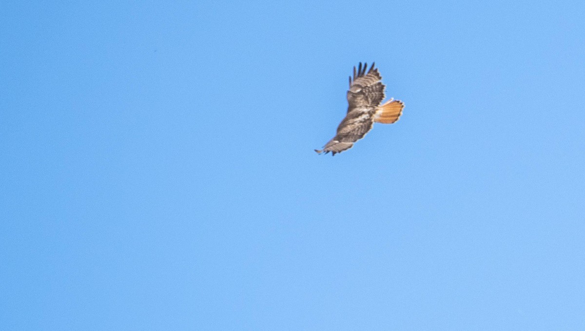 Red-tailed Hawk - Matt M.