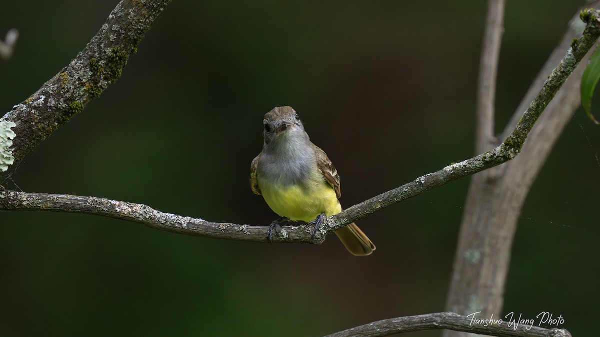 Great Crested Flycatcher - Tianshuo Wang