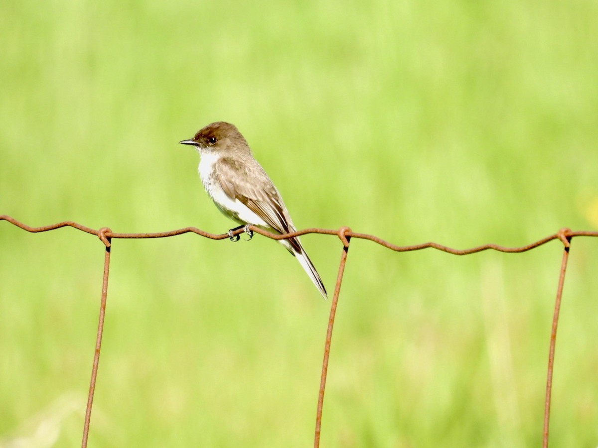 Eastern Phoebe - Deb Diane