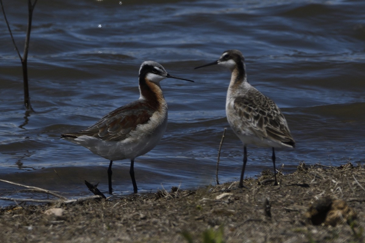 Wilson's Phalarope - Pat McGrane