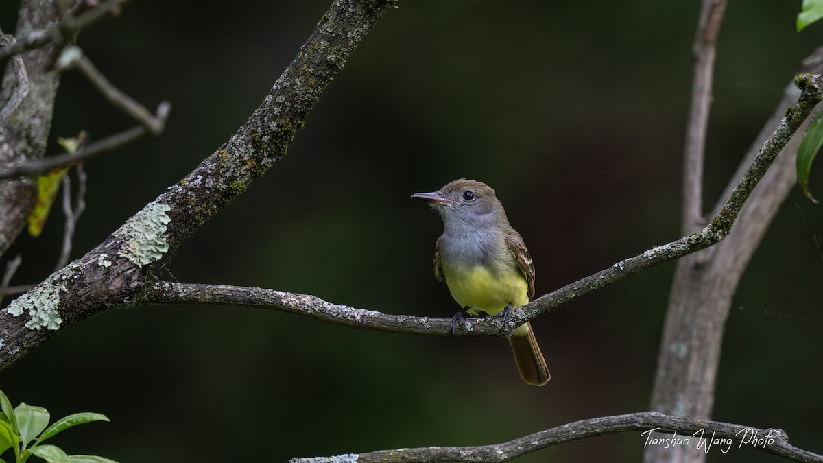 Great Crested Flycatcher - Tianshuo Wang