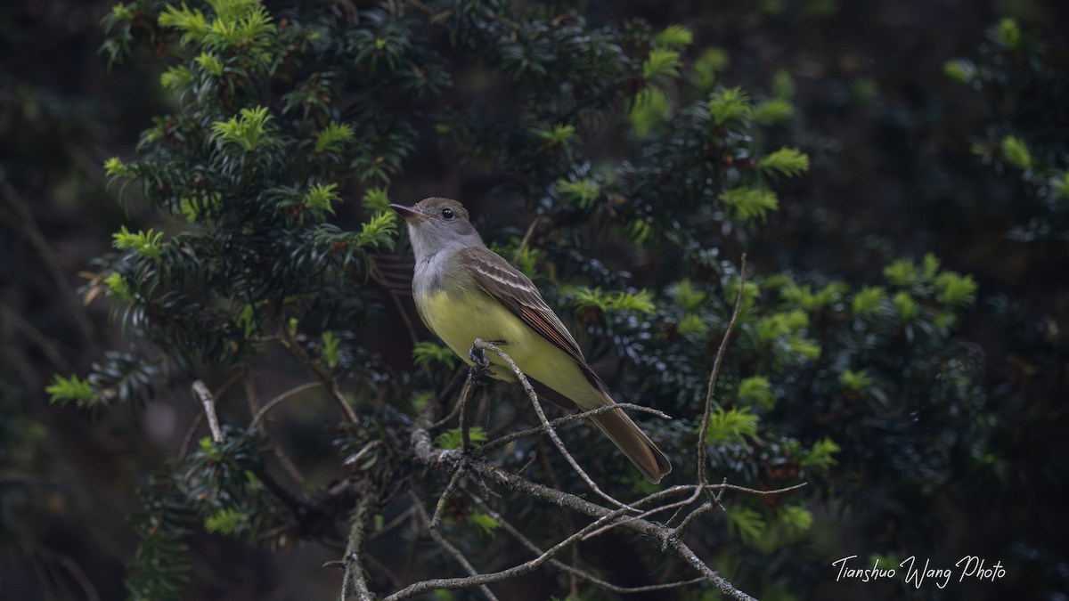 Great Crested Flycatcher - Tianshuo Wang