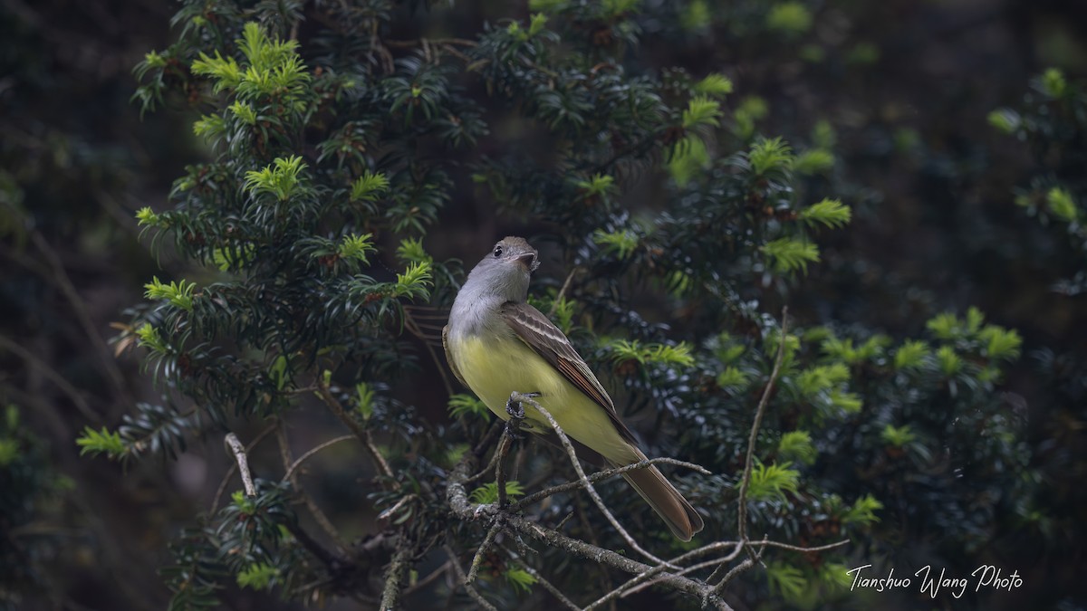 Great Crested Flycatcher - Tianshuo Wang