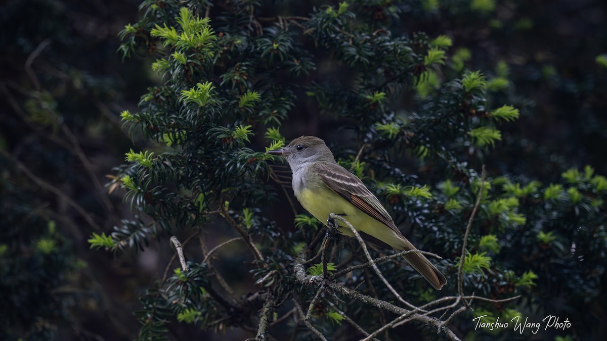 Great Crested Flycatcher - Tianshuo Wang