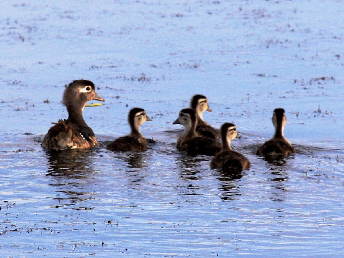 Wood Duck - Nels Nelson