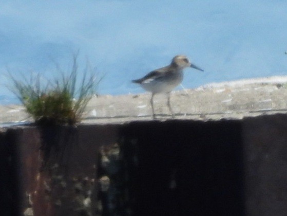 Least Sandpiper - Cliff Dekdebrun