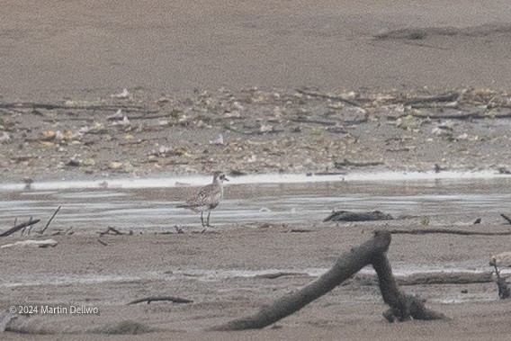 Black-bellied Plover - ML619511511