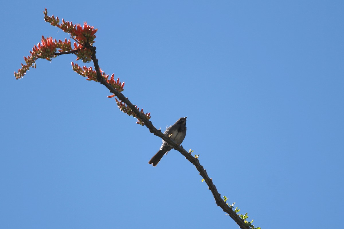 Five-striped Sparrow - Jesse Pline