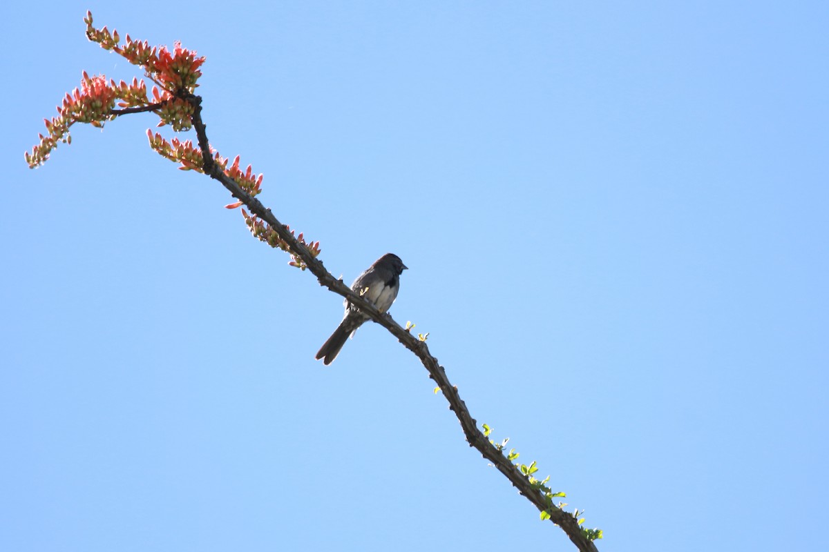 Five-striped Sparrow - Jesse Pline