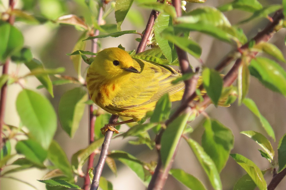 Yellow Warbler - John Zakelj