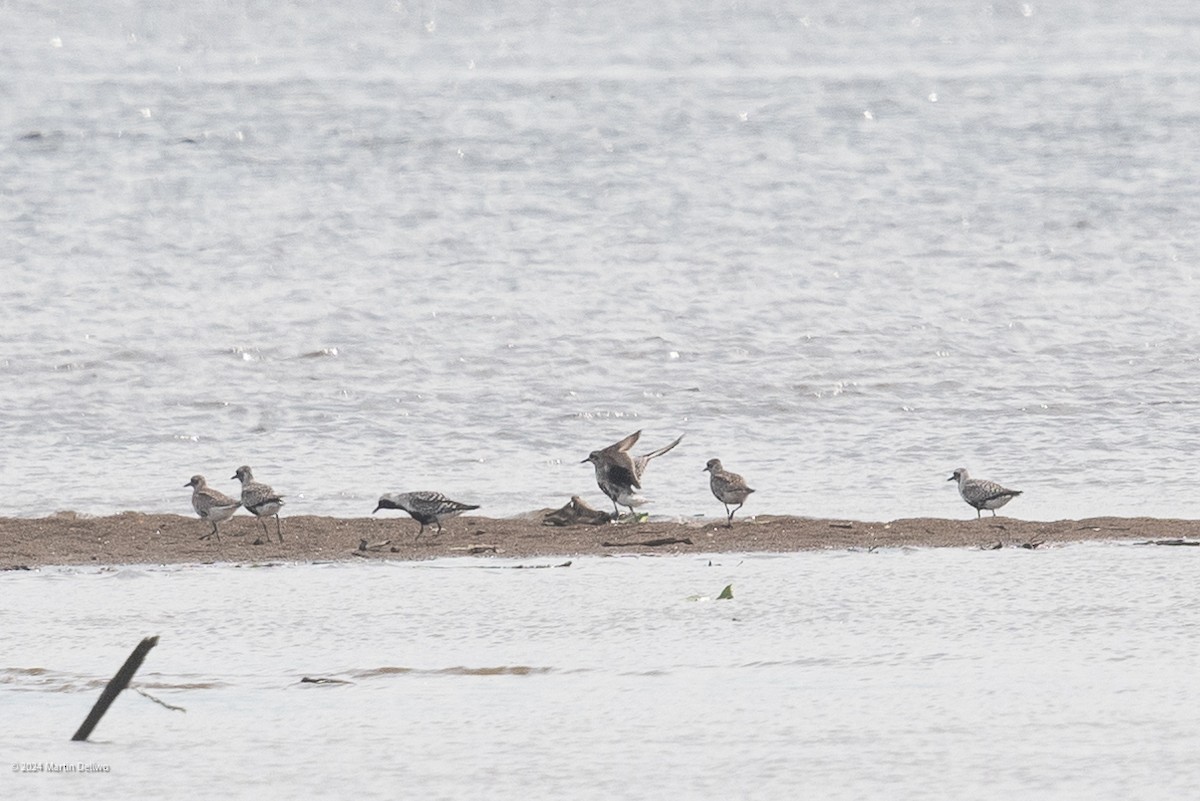 Black-bellied Plover - Martin Dellwo