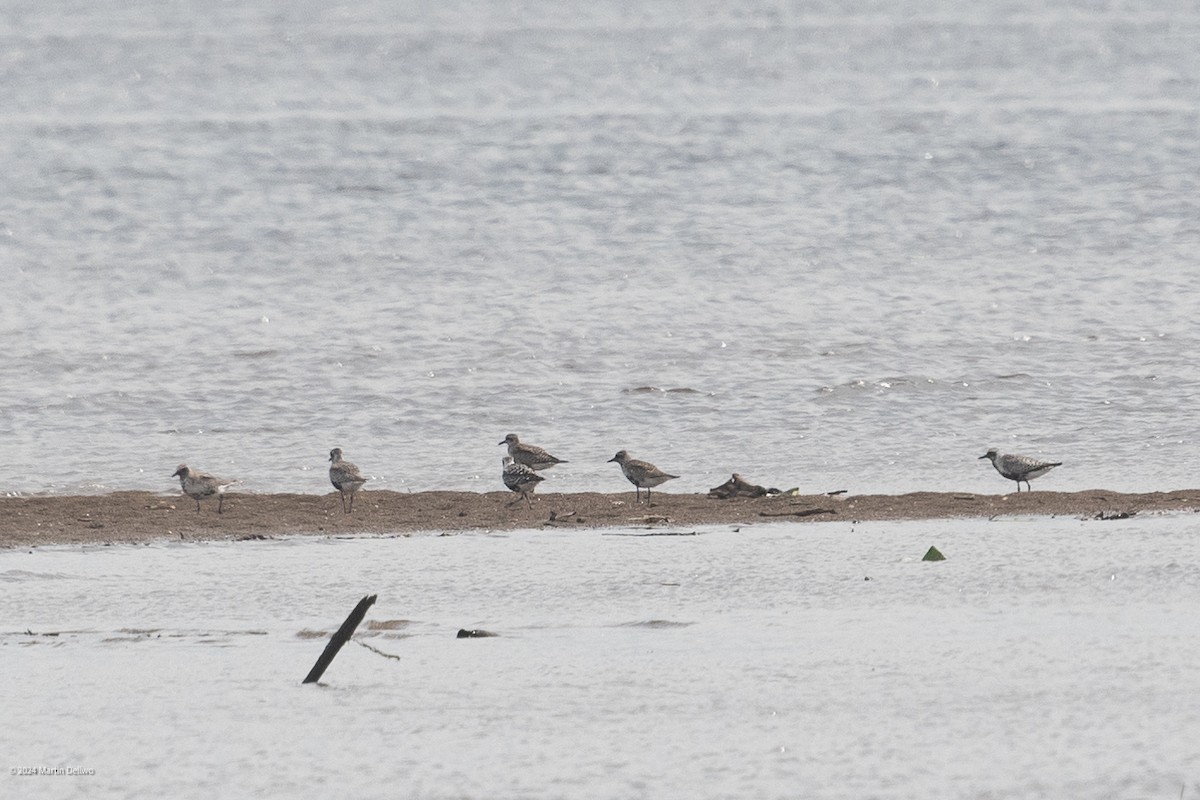 Black-bellied Plover - ML619511529