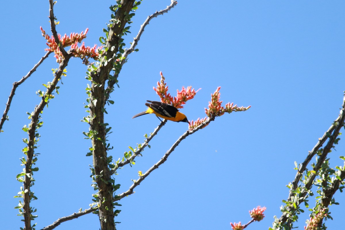 Hooded Oriole - Jesse Pline