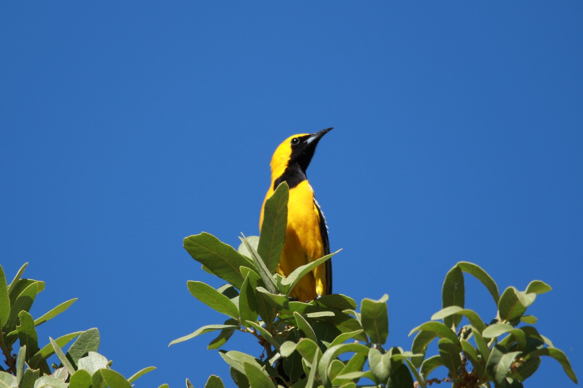 Hooded Oriole - Jesse Pline