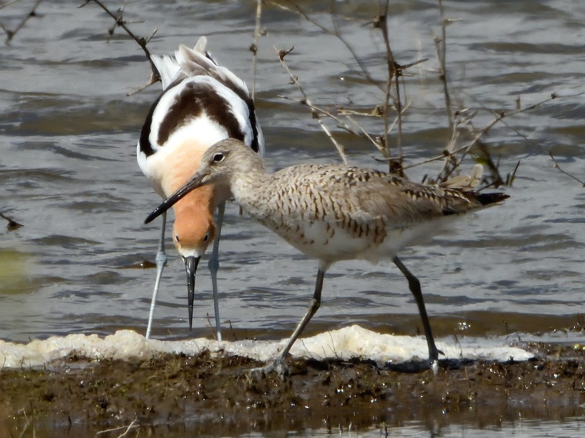 Willet - Pat McGrane