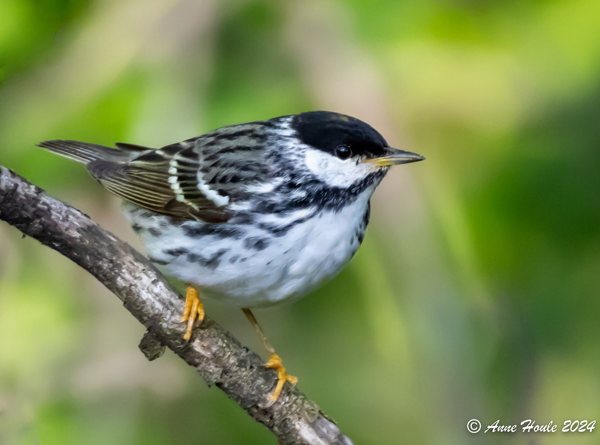 Blackpoll Warbler - Anne Houle