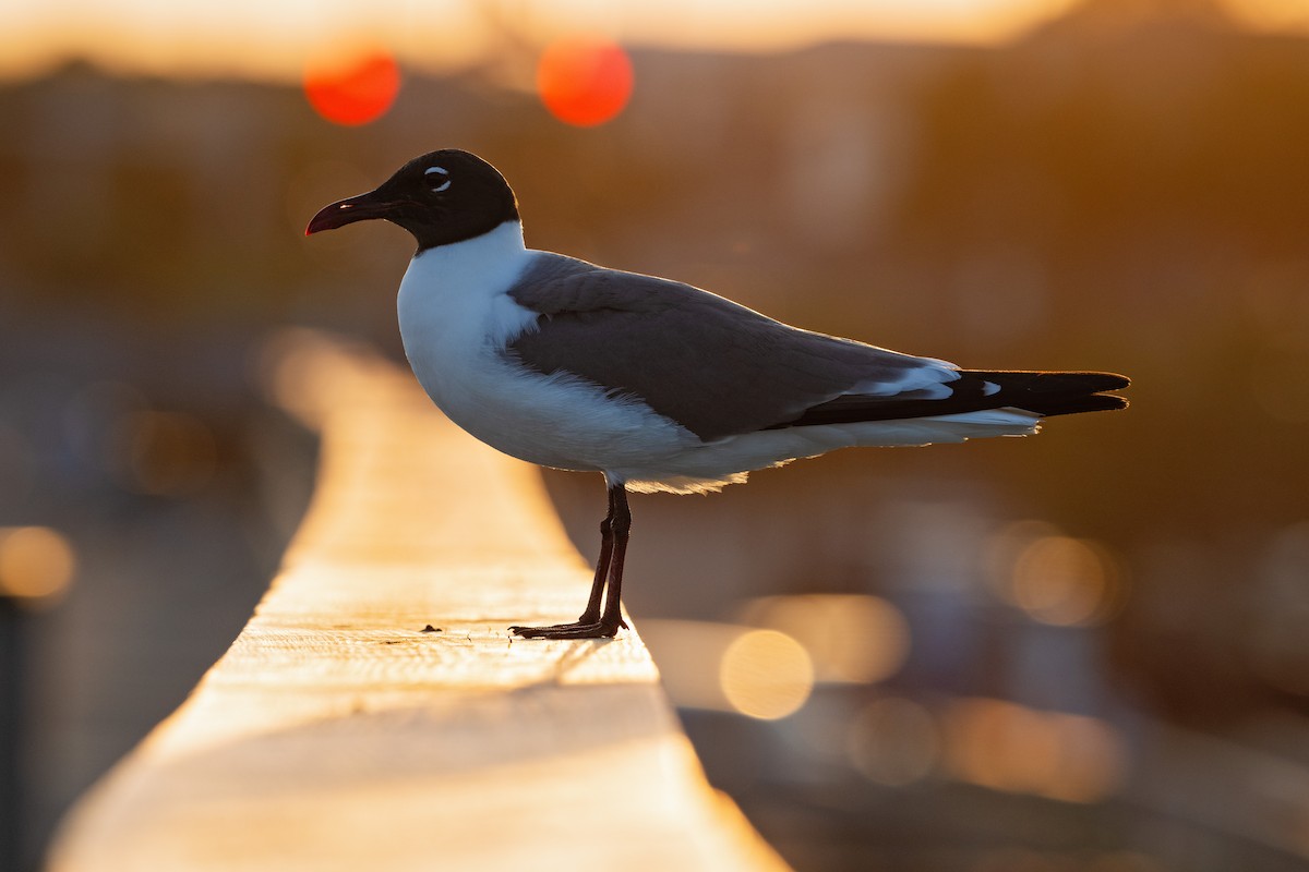 Laughing Gull - Karen Szafrajda