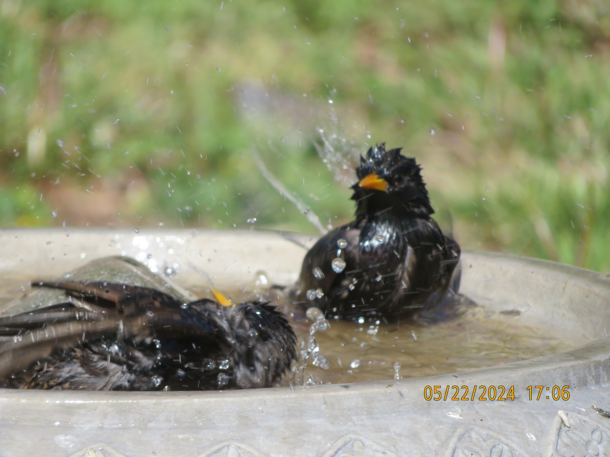 European Starling - Anonymous