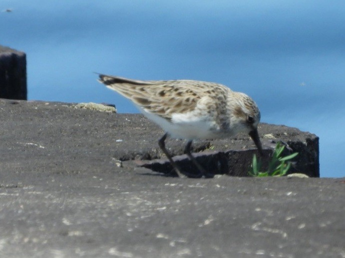 Semipalmated Sandpiper - Cliff Dekdebrun