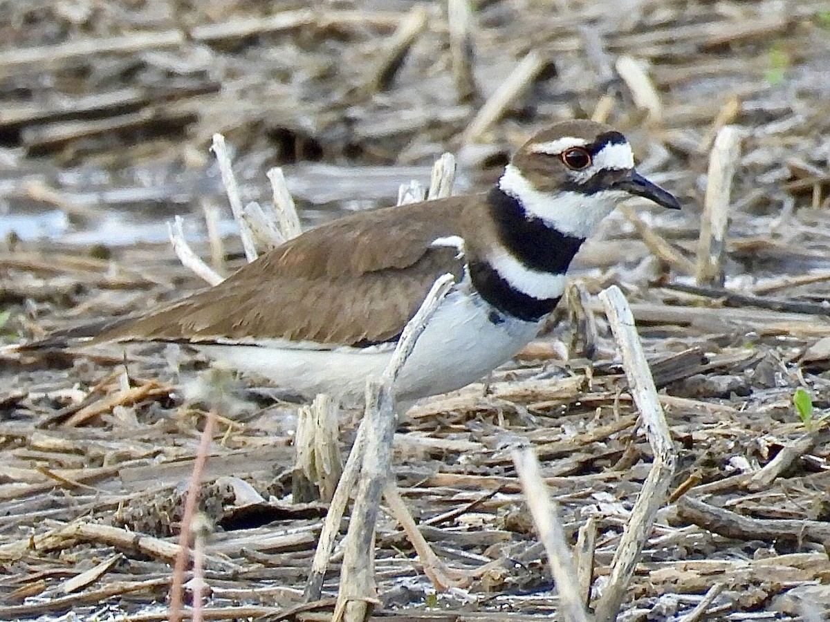 Killdeer - Isaac Petrowitz