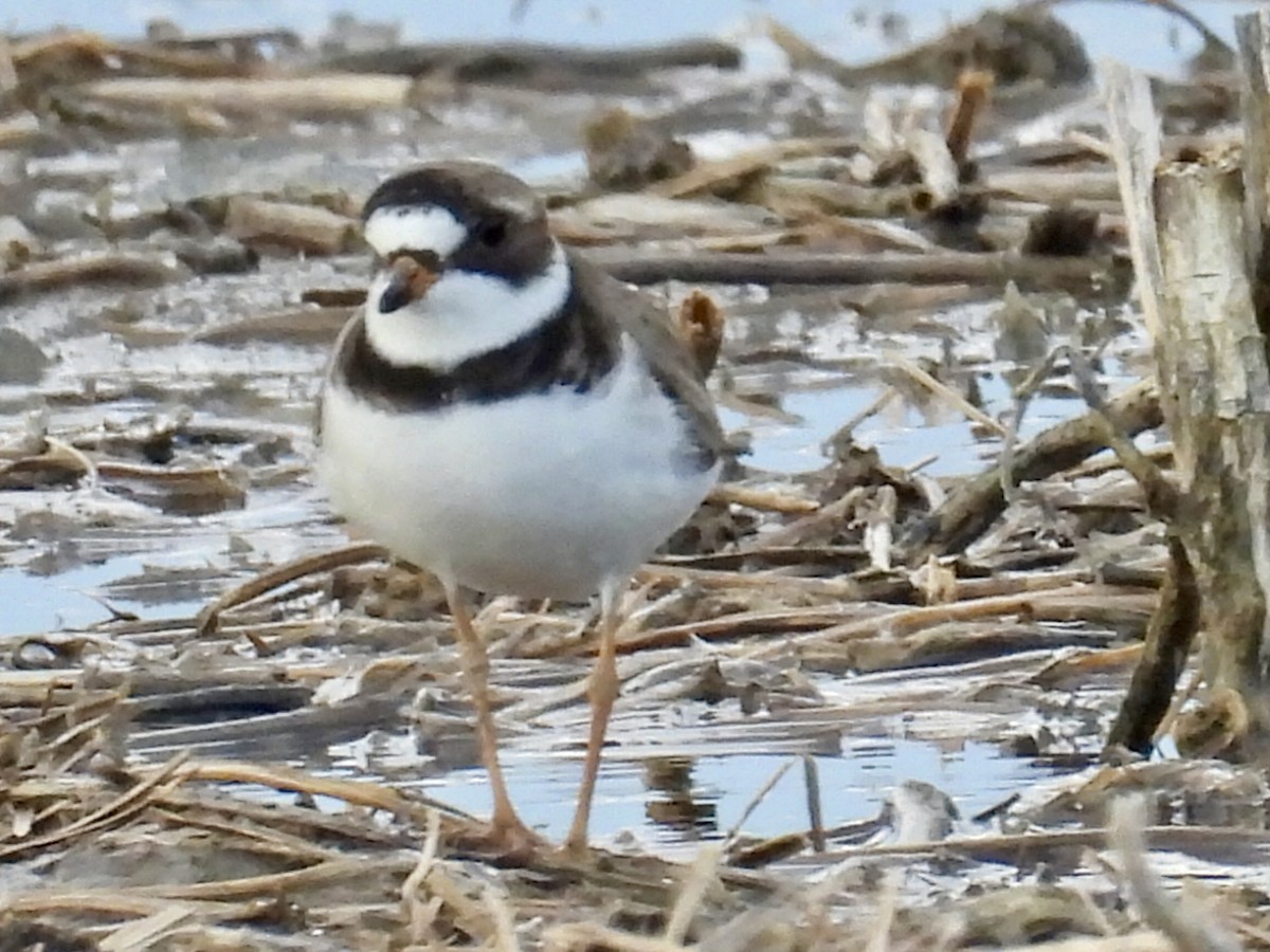 Semipalmated Plover - Isaac Petrowitz